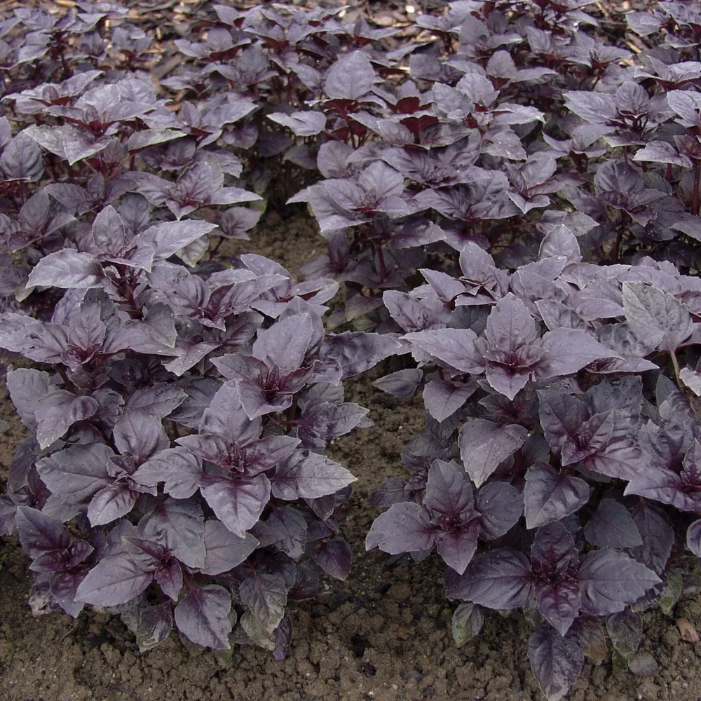 Basilika Red Rubin