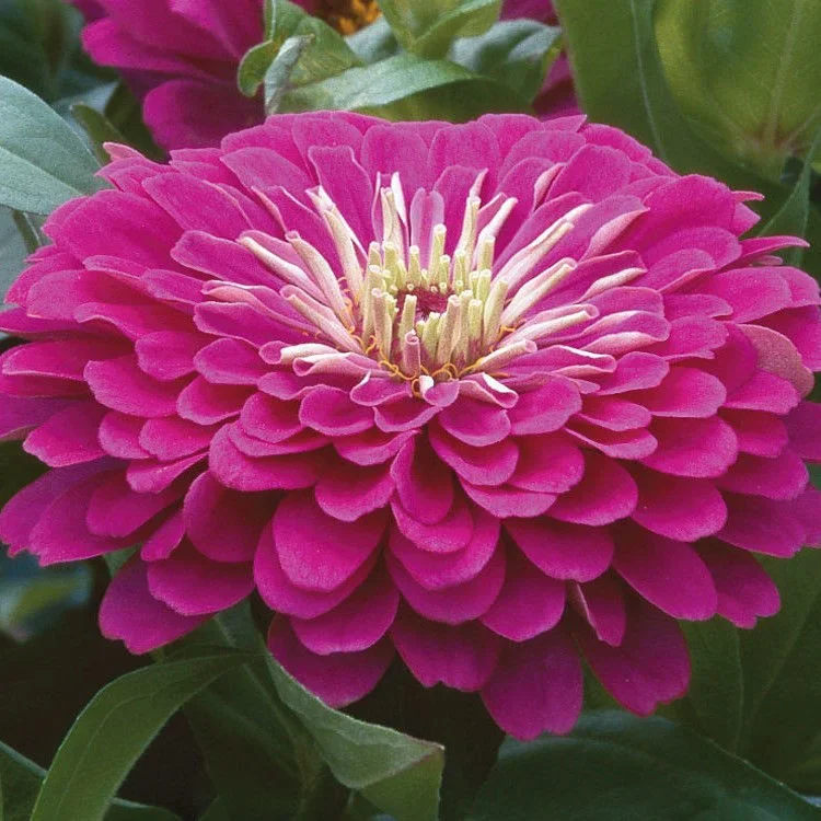 Zinnia Benary´s Giants Purple Zinnia Benary´s Giants Purple
