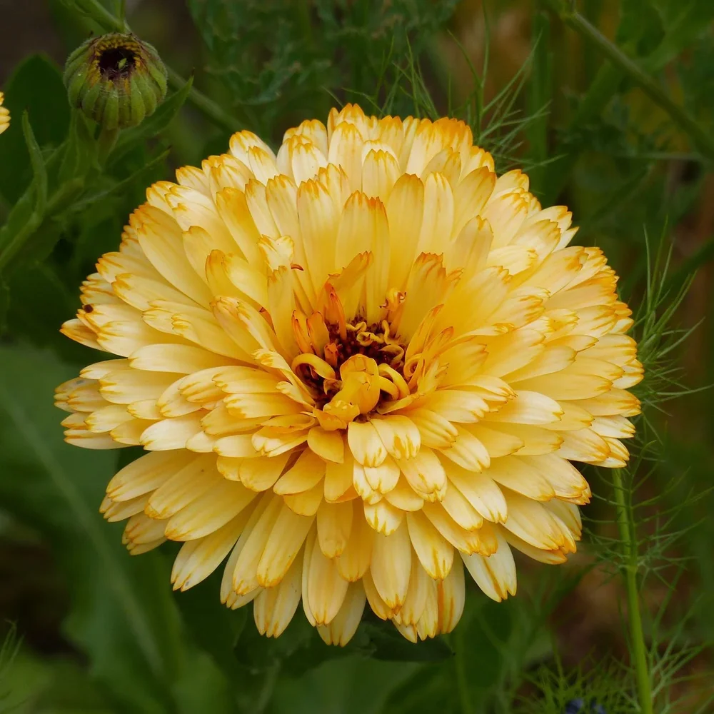 Calendula Pacific Apricot Beauty Calendula Pacific Apricot Beauty