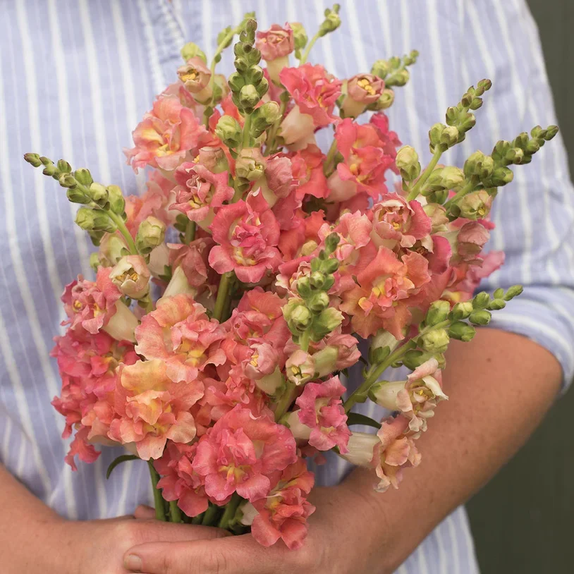 Antirrhinum Madame Butterfly Bronze with White Antirrhinum Madame Butterfly Bronze with White