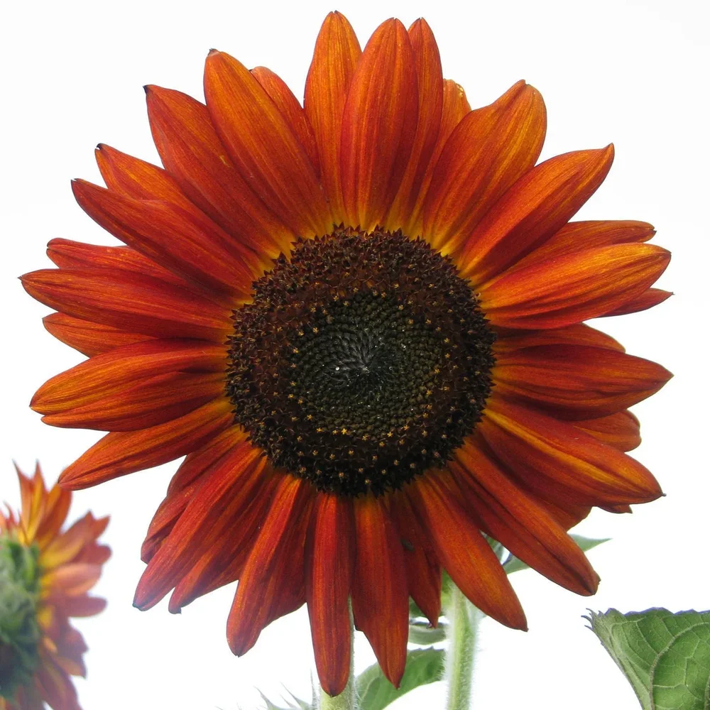 Helianthus Velvet Queen Helianthus Velvet Queen