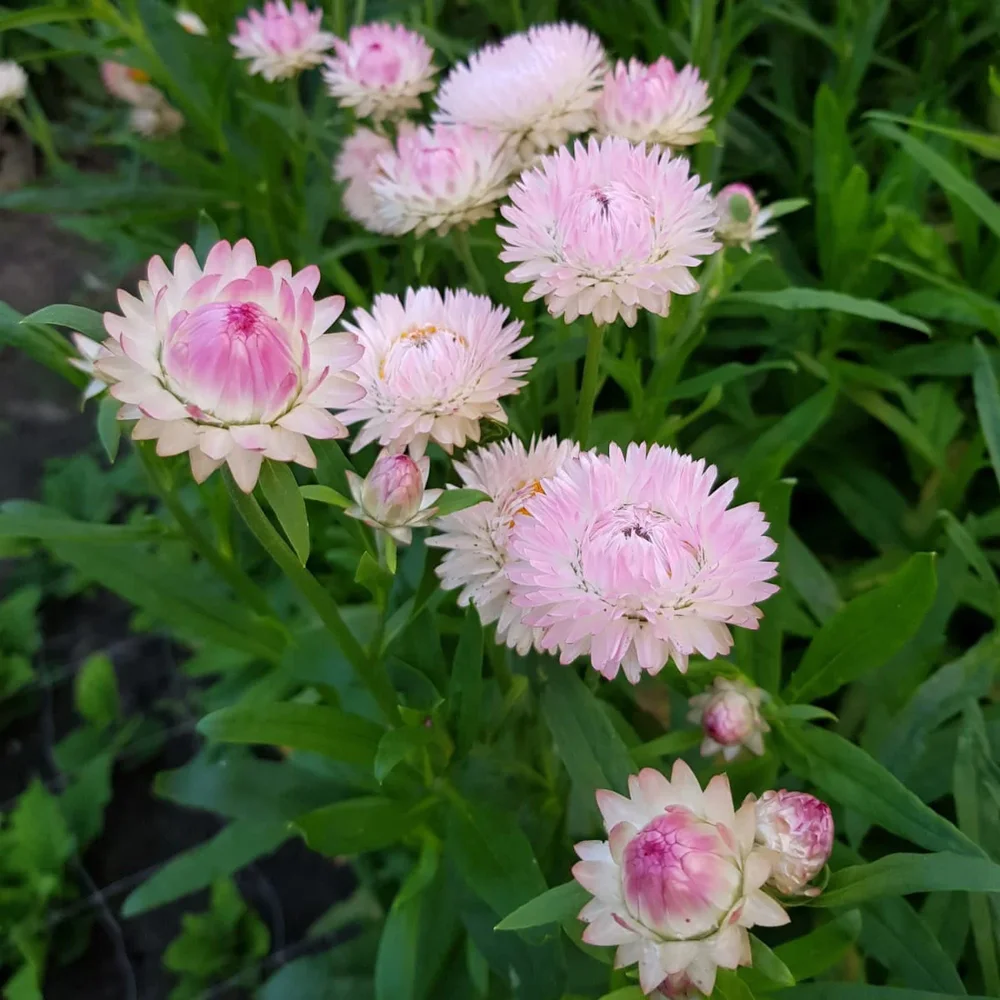 Helichrysum Silvery Rose Helichrysum Silvery Rose