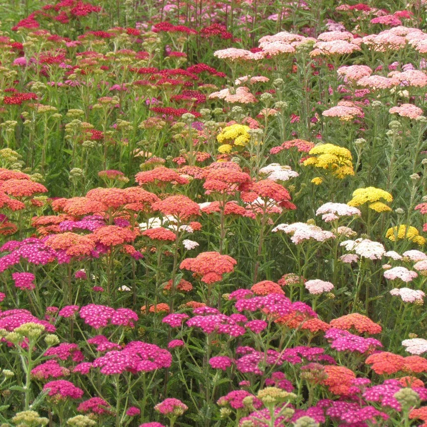 Achillea Summer Pastels Achillea Summer Pastels