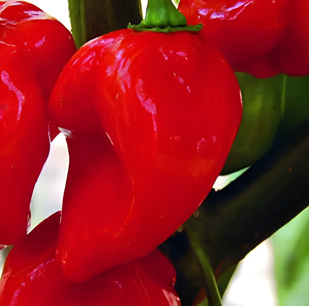 Habanero - Bild 1