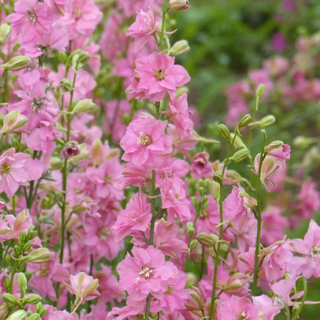 Consolida QIS Rose Consolida QIS Rose