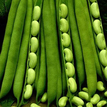 Flagrano