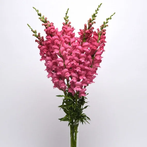 Antirrhinum Potomac Pink Improved Antirrhinum Potomac Pink Improved