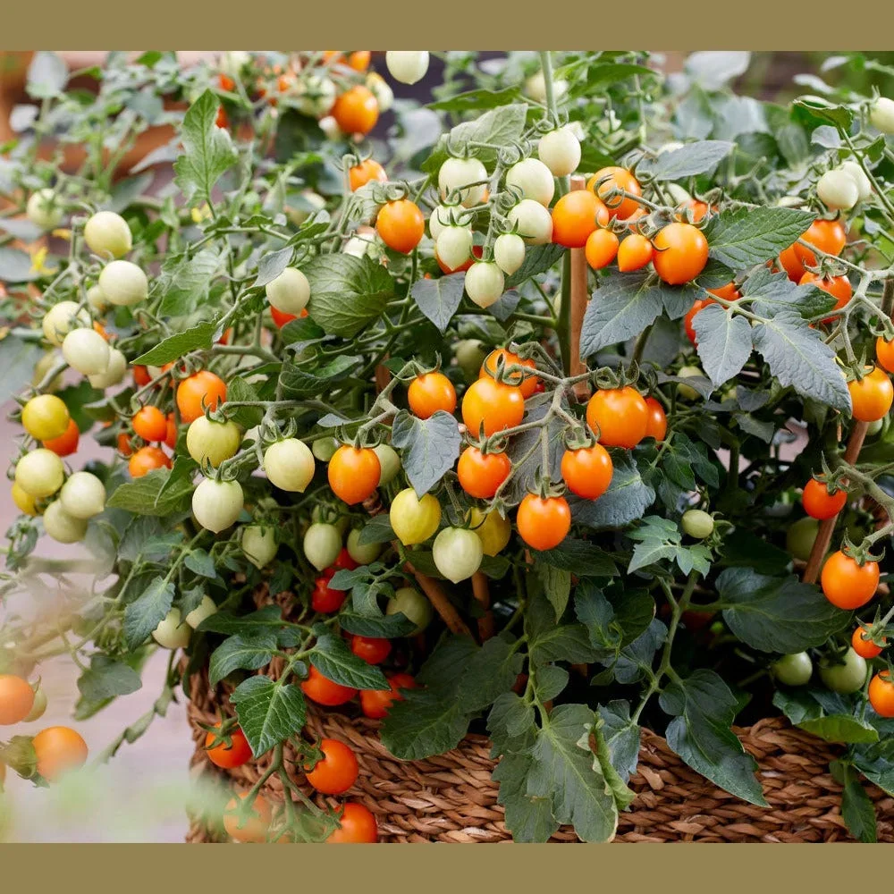 Tomat Tiny Temptations F1 Orange - Bild 1
