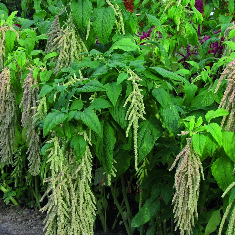 Amaranthus Viridis Amaranthus Viridis
