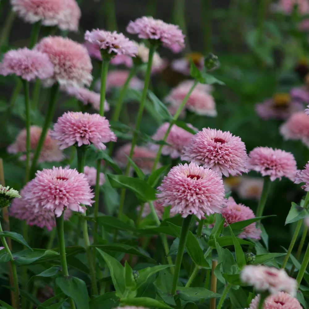 Zinnia Zinderella Lilac Zinnia Zinderella Lilac