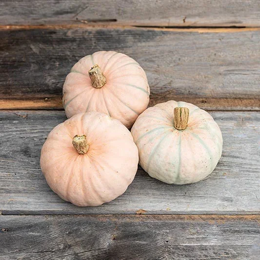 Winter Blush F1 Winter Blush F1