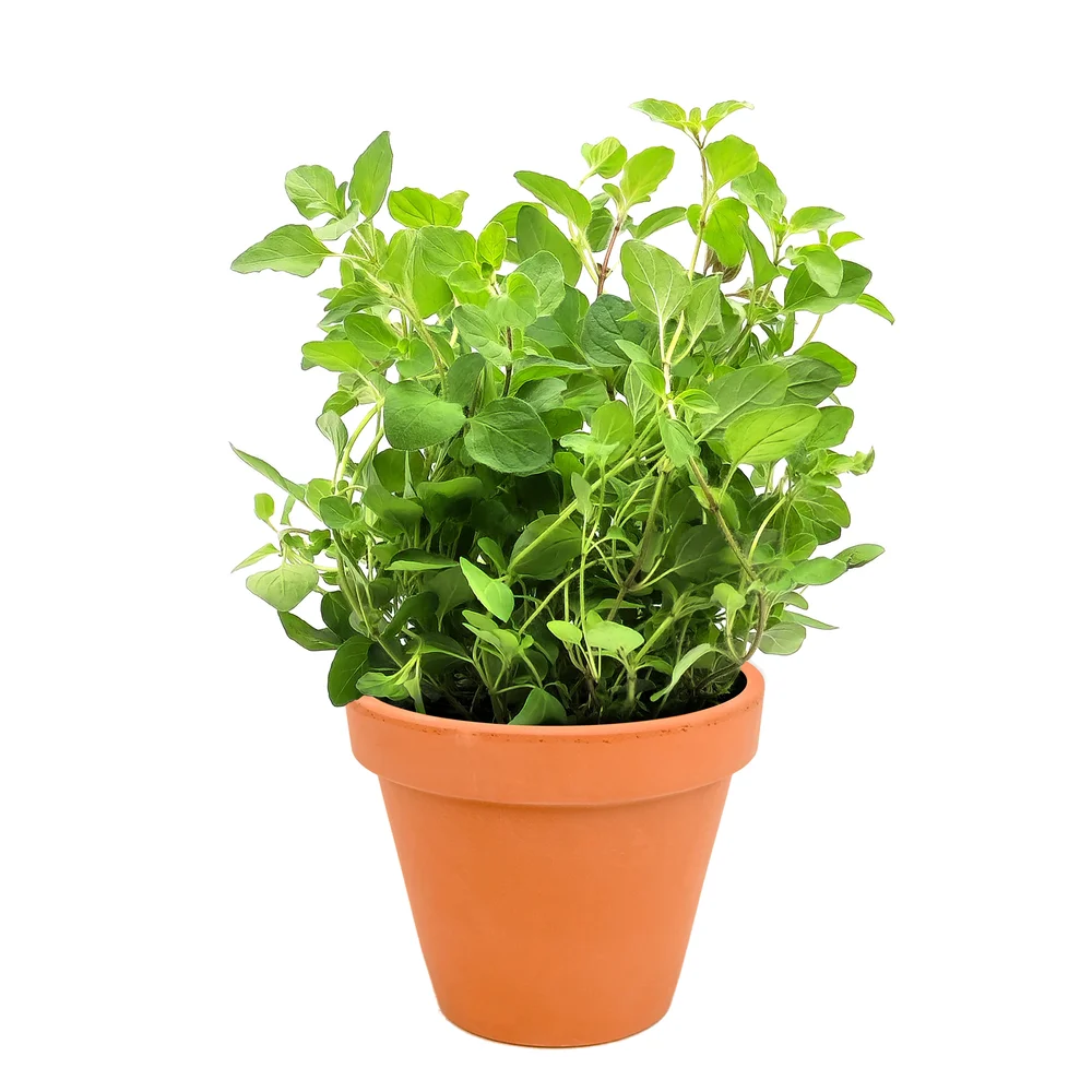 Grekisk oregano - Bild 1