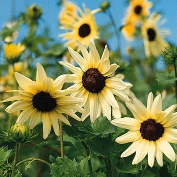 Helianthus Vanilla Ice Helianthus Vanilla Ice