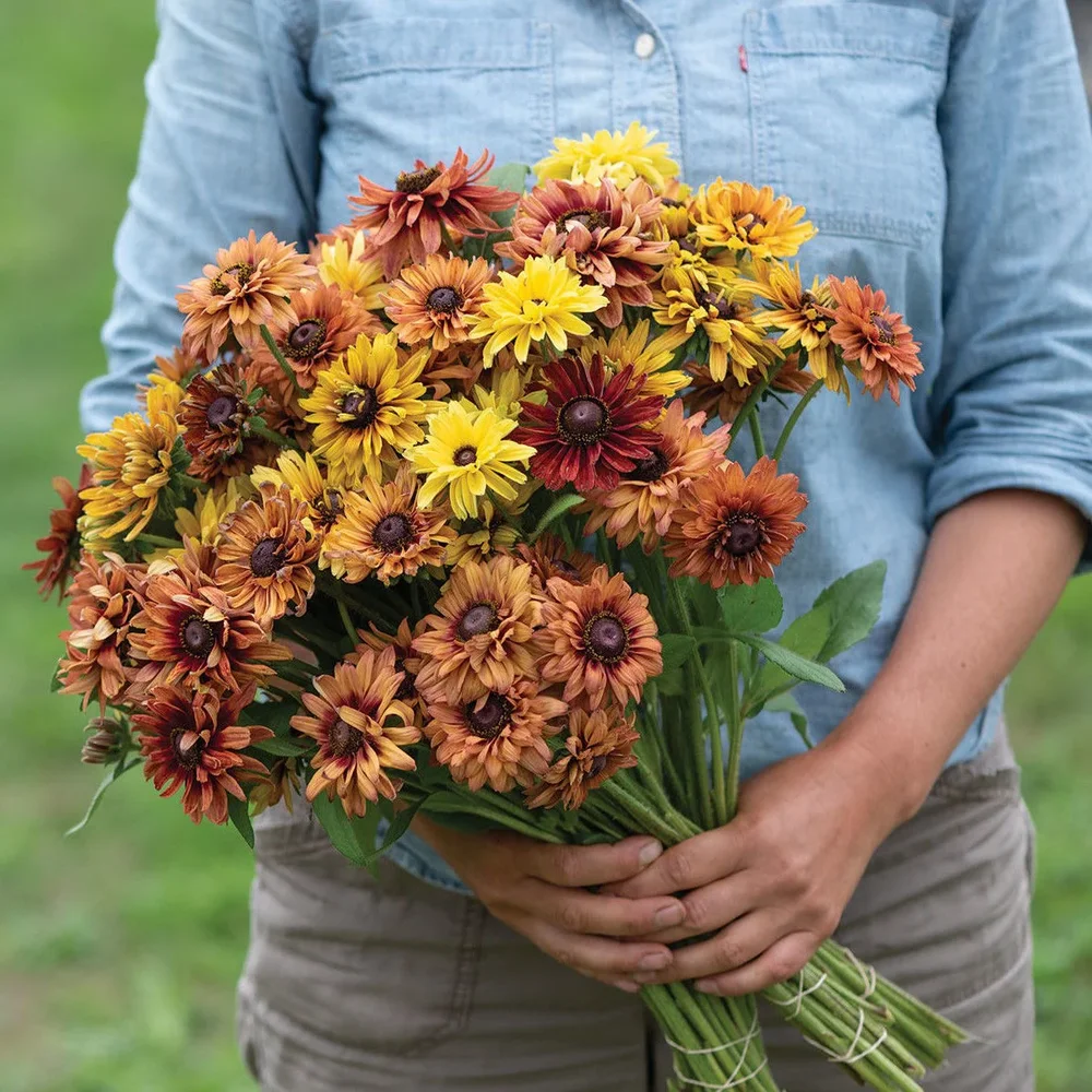 Rudbeckia Sahara Rudbeckia Sahara