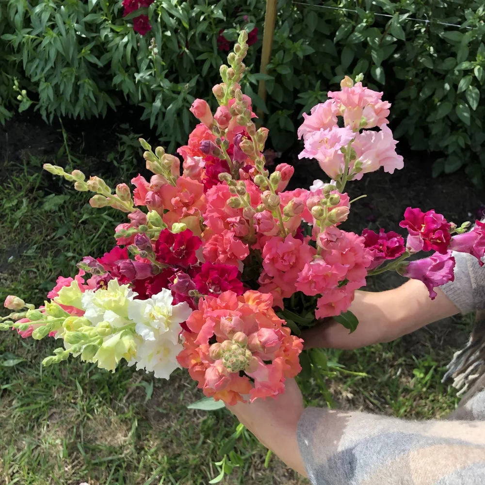 Antirrhinum Madame Butterfly Mix Antirrhinum Madame Butterfly Mix