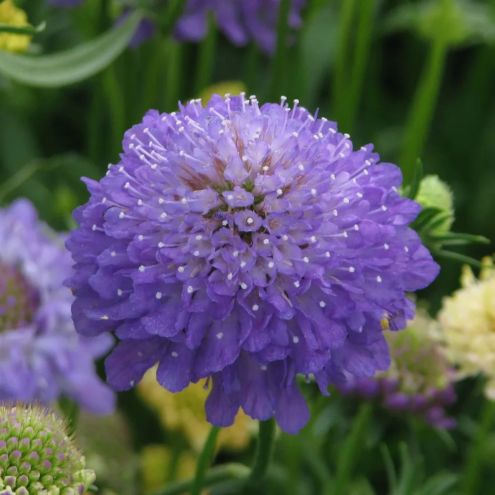 Scabiosa QIS Dark Blue Scabiosa QIS Dark Blue