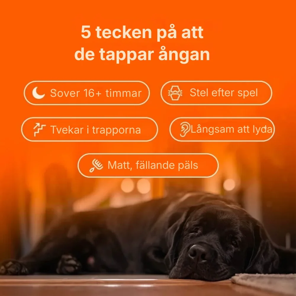 Pawora® | Nanoliposomala droppar som bevisligen ger mer energi, mindre värk och bättre koncentration redan från och med kvällens middag - Bild 3