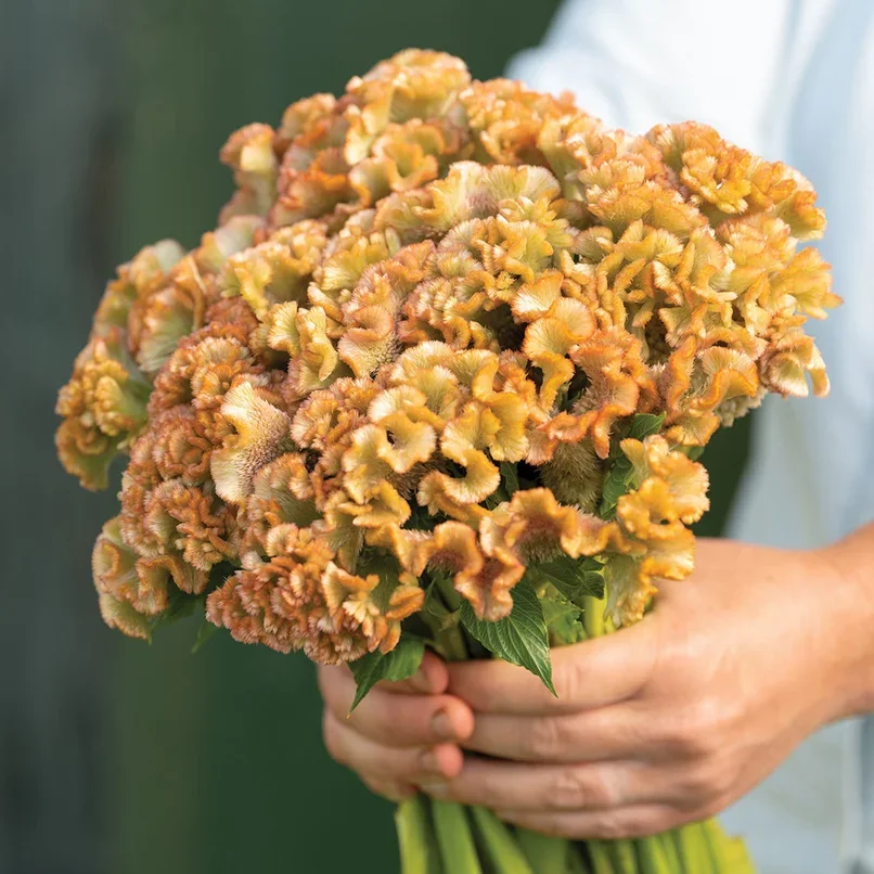 Celosia Crystal Beauty Celosia Crystal Beauty