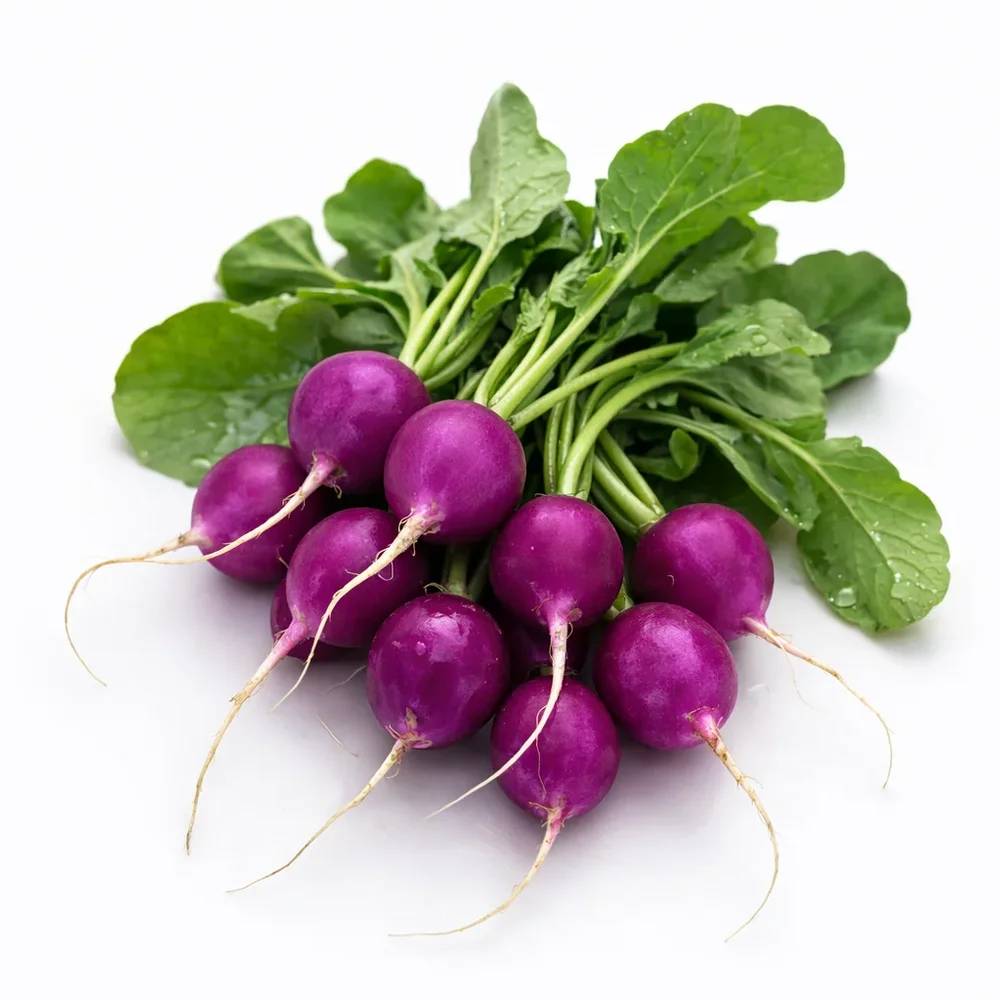 Rädisa Viola