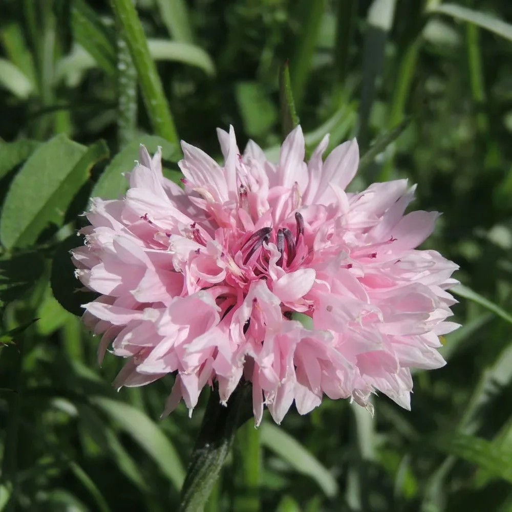 Centaurea Pinkie Centaurea Pinkie