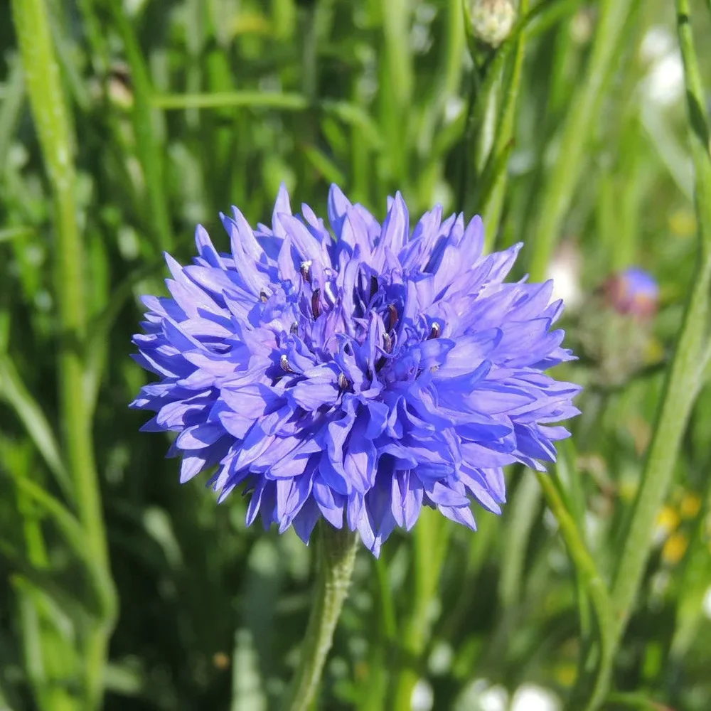 Centaurea Blue Boy Centaurea Blue Boy