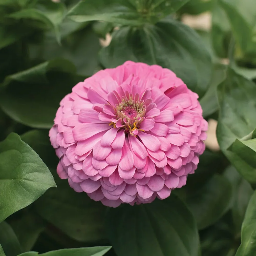 Zinnia Benary´s Giants Bright Pink Zinnia Benary´s Giants Bright Pink