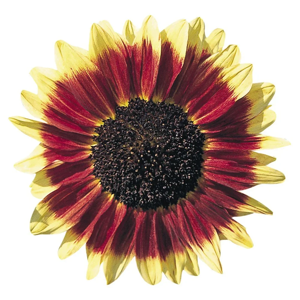 Helianthus Florenza Helianthus Florenza