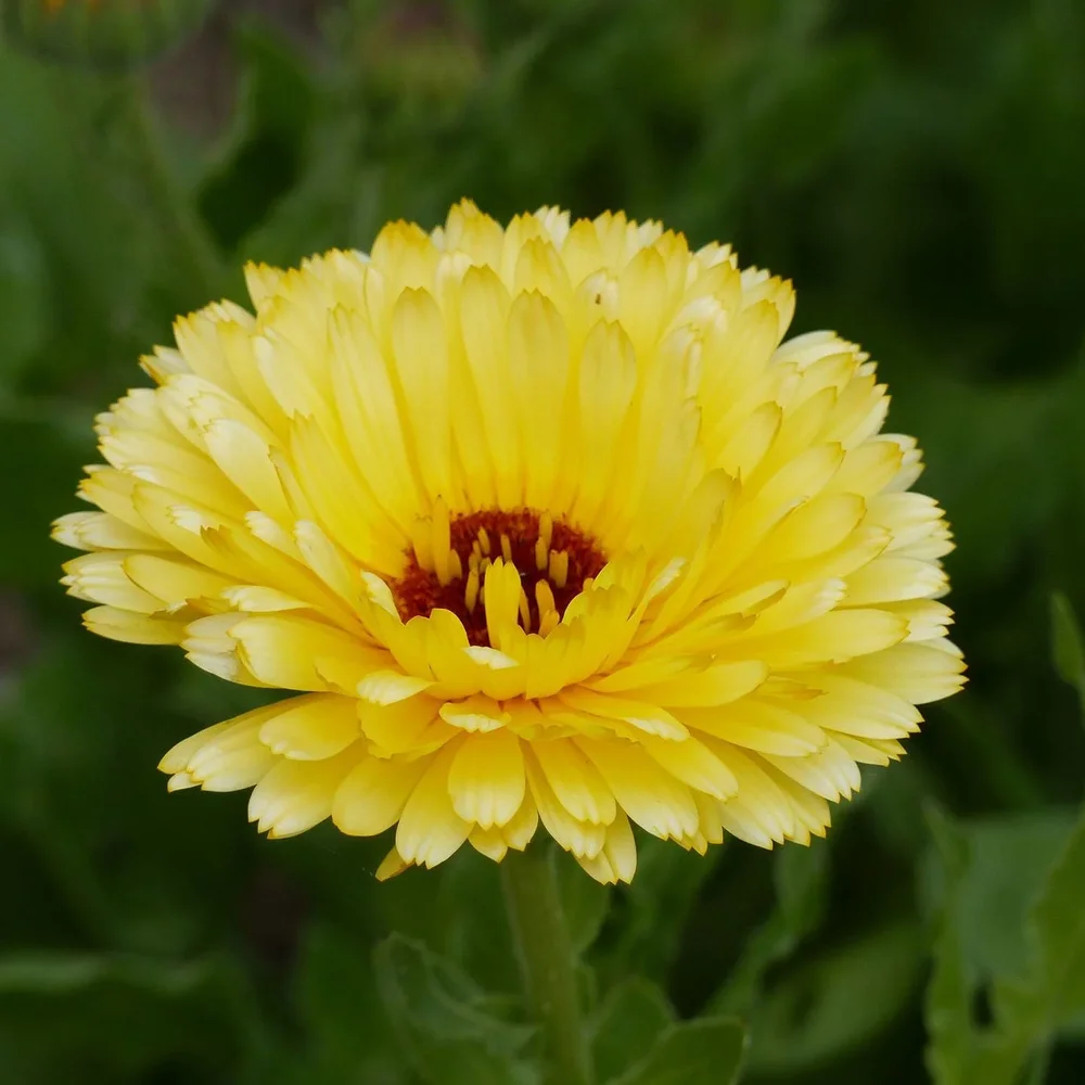 Calendula Pacific Cream Beauty Calendula Pacific Cream Beauty