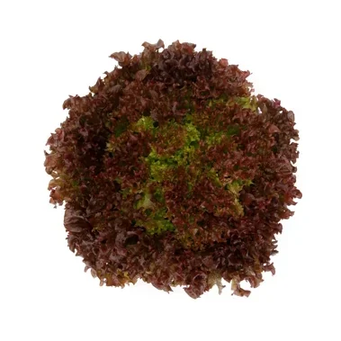 Lollo rosso Traject RZ - EKO - Bild 1