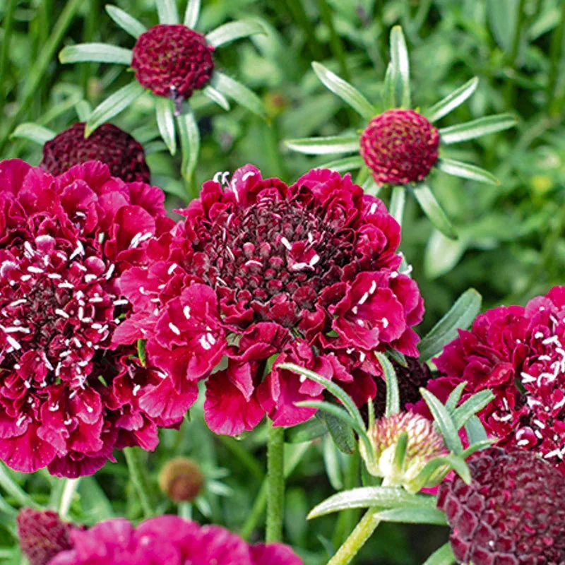 Scabiosa Cherry Red Scabiosa Cherry Red