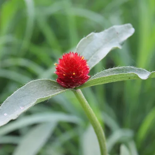 Gomphrena QIS Red Gomphrena QIS Red