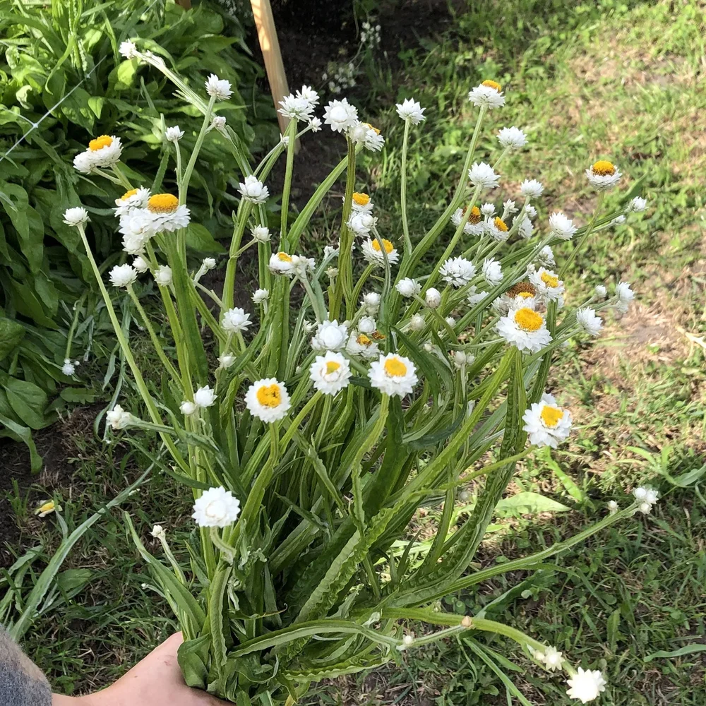 Ammobium White - Bild 2