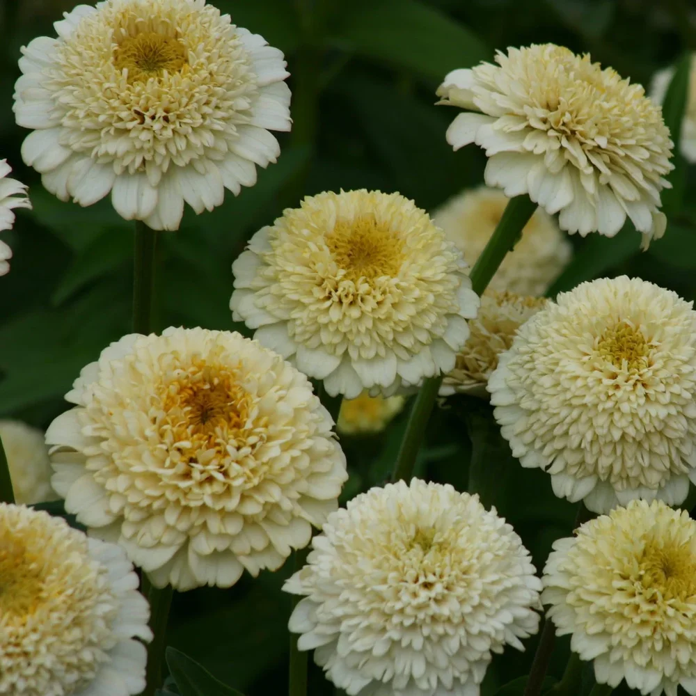 Zinnia Zinderella White Zinnia Zinderella White