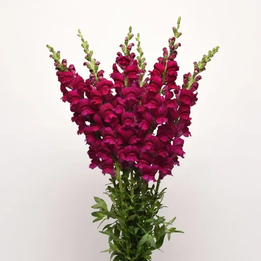Antirrhinum Potomac Royal Improved Antirrhinum Potomac Royal Improved