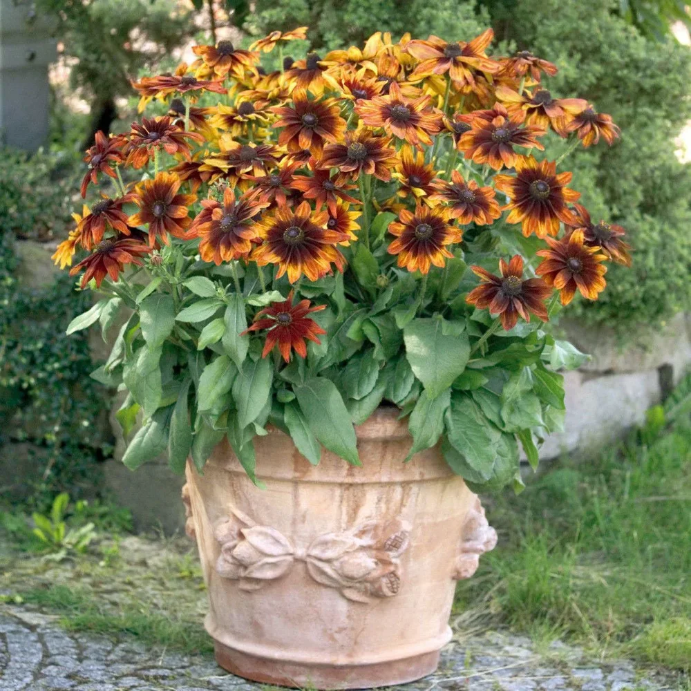Rudbeckia Autumn Colors Rudbeckia Autumn Colors
