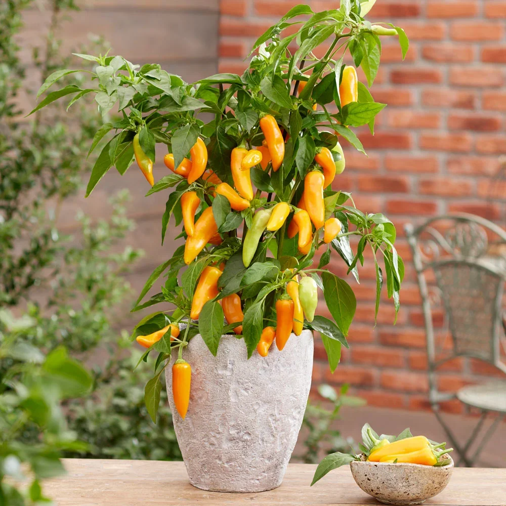 Chili Spicy Jane F1 Yellow