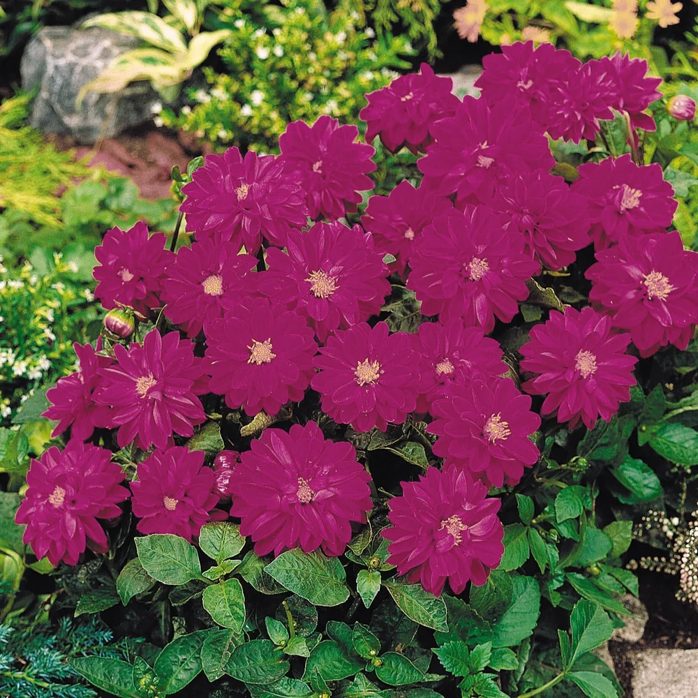 Dahlia Figaro Violet Shades Dahlia Figaro Violet Shades