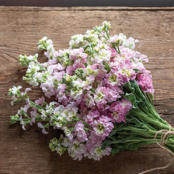 Matthiola Antique Pink Matthiola Antique Pink