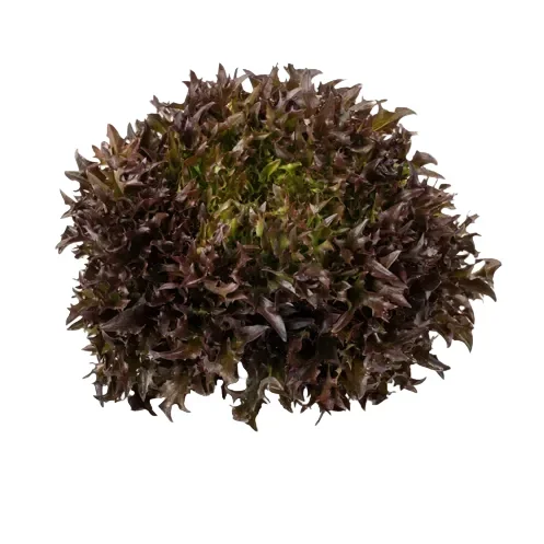 Krispsalanova Lumirex RZ Knox ™ Krispsalanova Lumirex RZ Knox ™