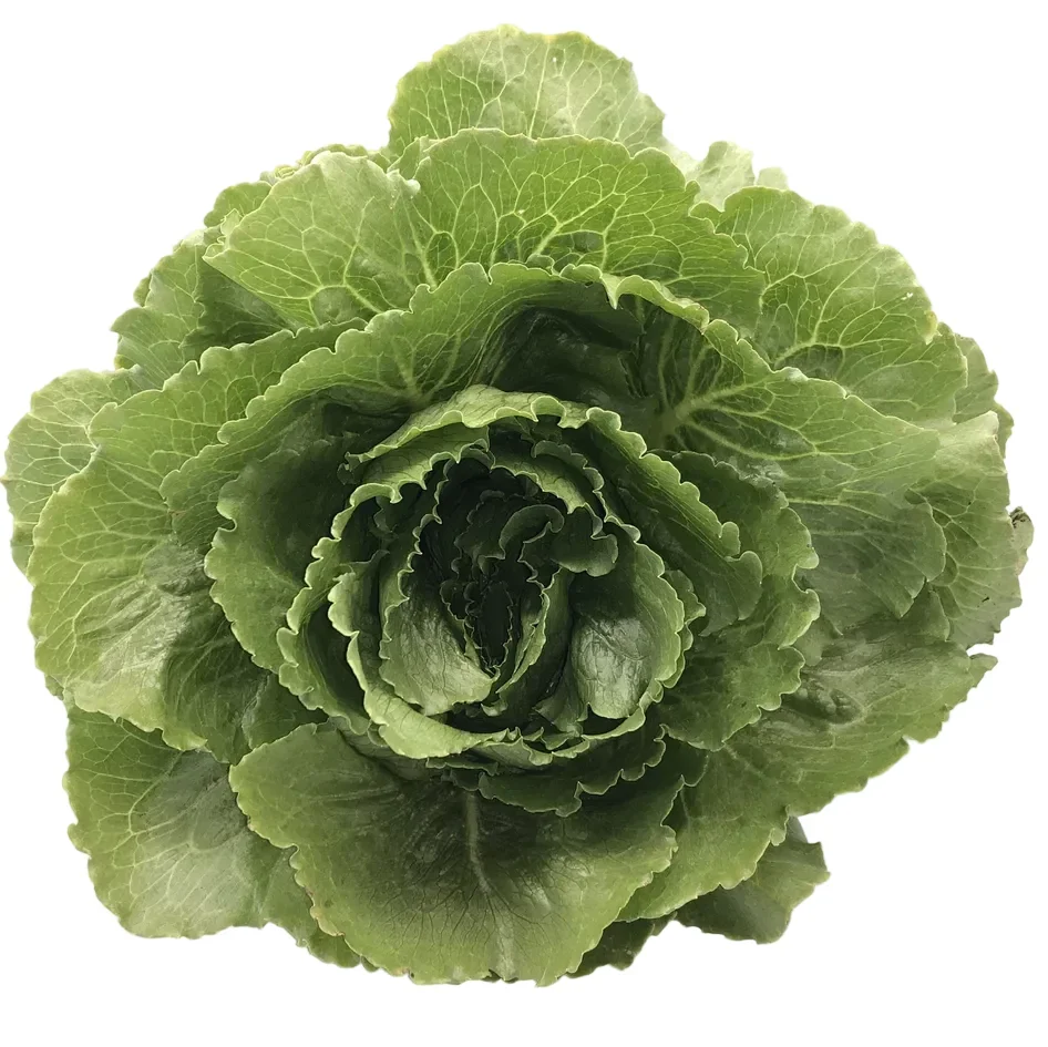 Mini Cosberg Greenspy