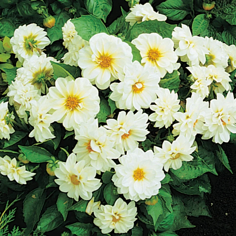 Dahlia Figaro White Dahlia Figaro White