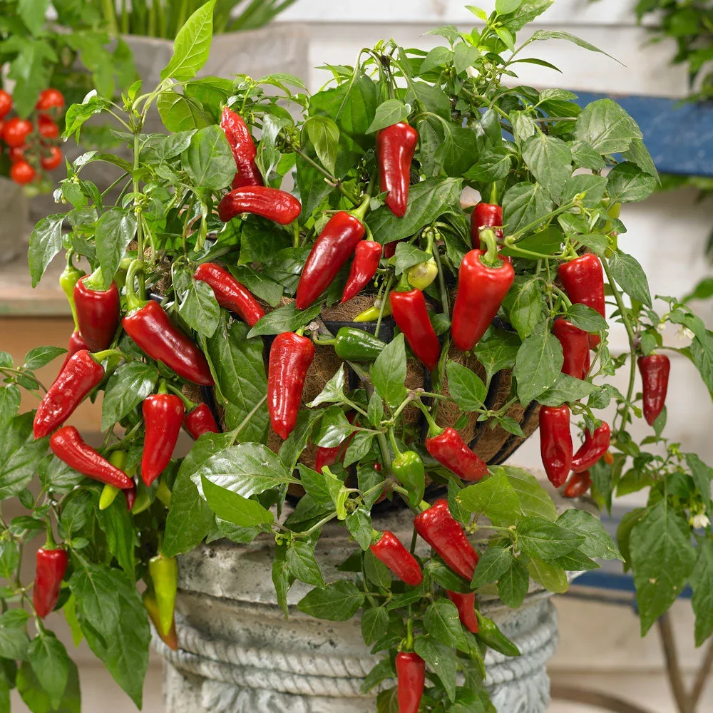 Chili Spicy Jane F1 Red