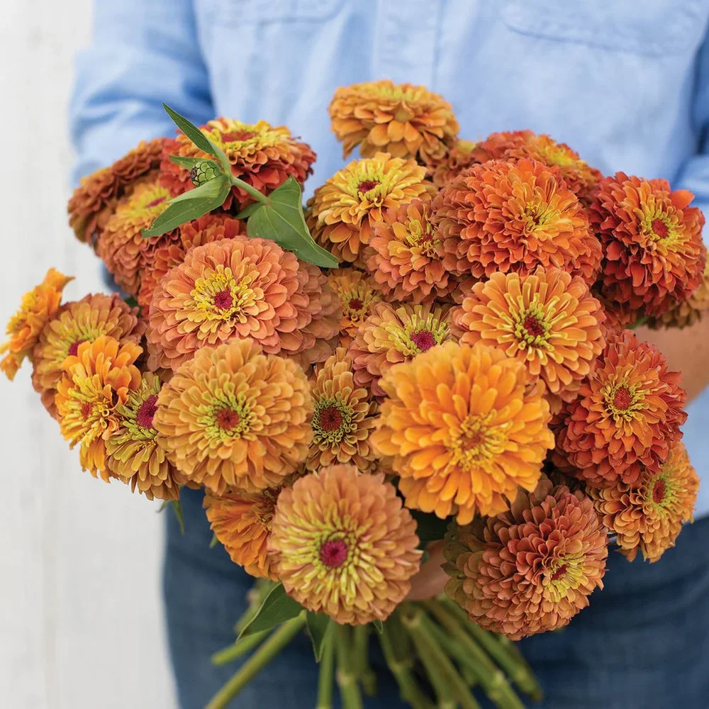 Zinnia Queen Lime Orange Zinnia Queen Lime Orange