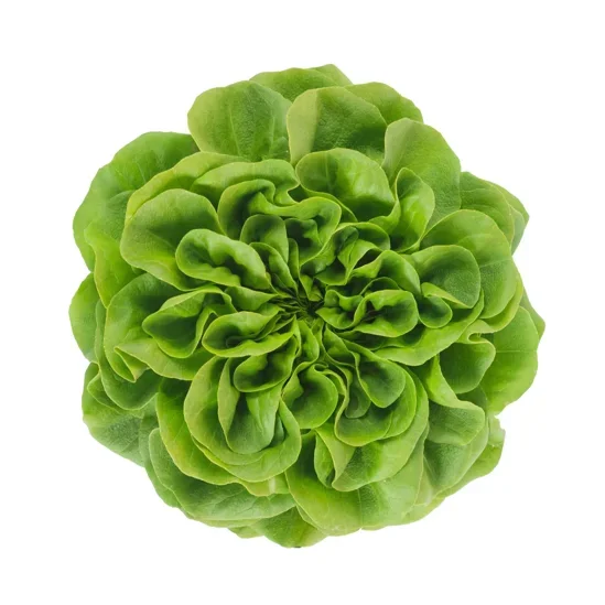 Butterheadsalanova Aquino RZ Butterheadsalanova Aquino RZ