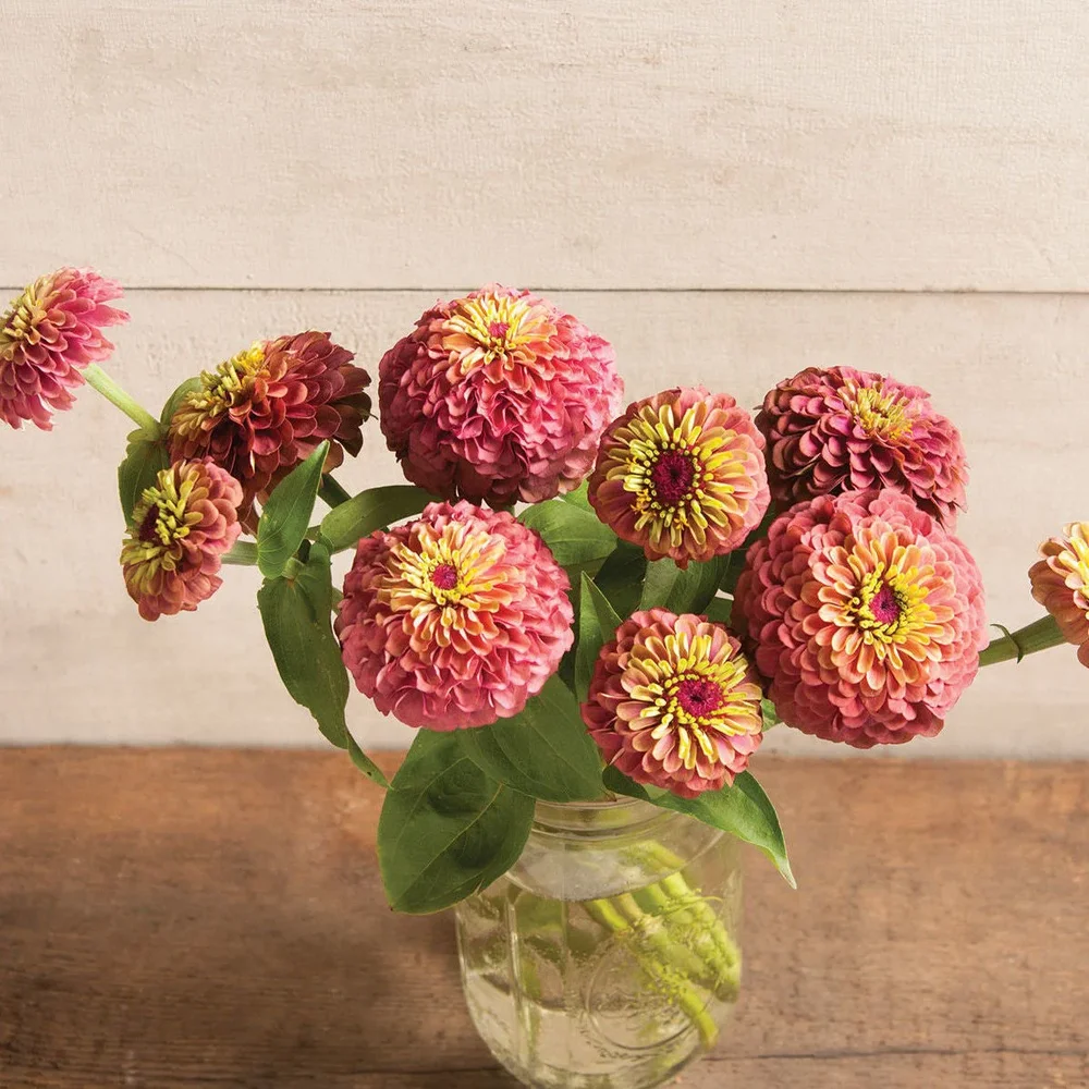 Zinnia Queen Red Lime Zinnia Queen Red Lime