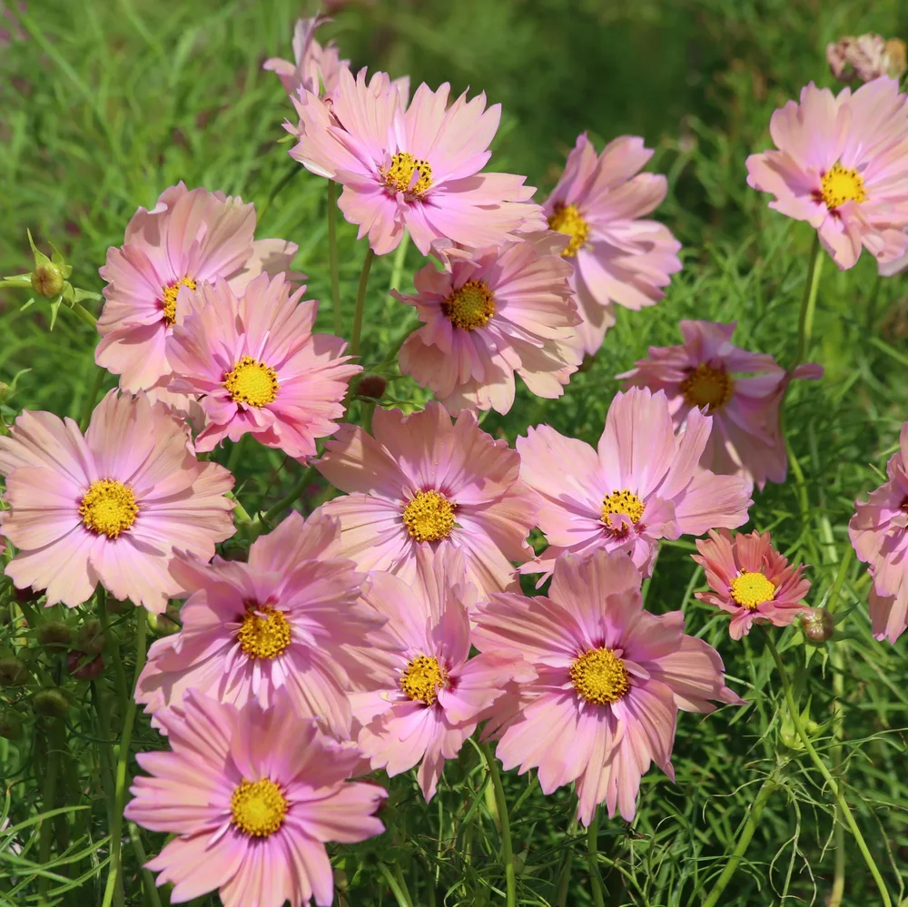 Cosmos Apricotta Cosmos Apricotta