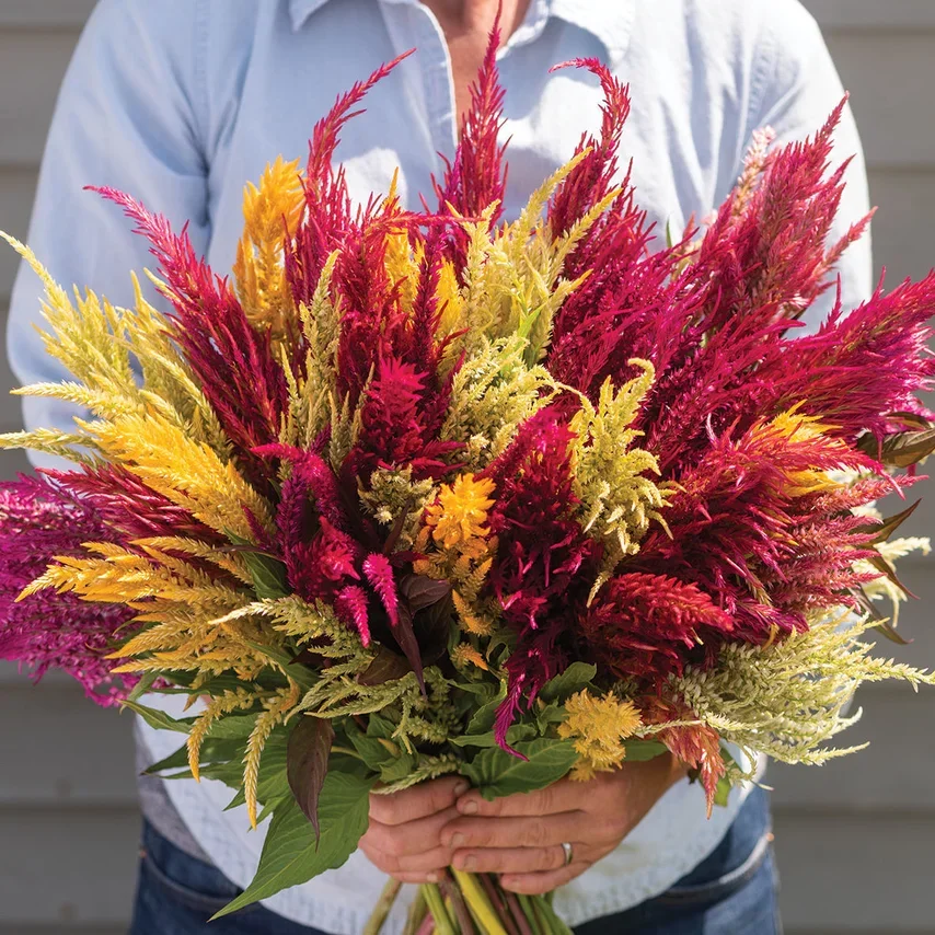 Celosia Pampas Plume Celosia Pampas Plume