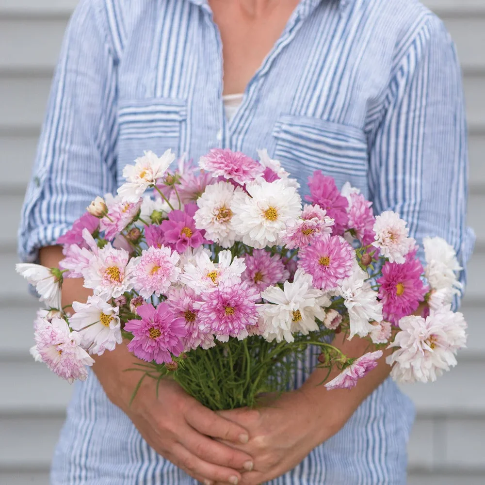 Cosmos Double Click Bicolor Pink Cosmos Double Click Bicolor Pink