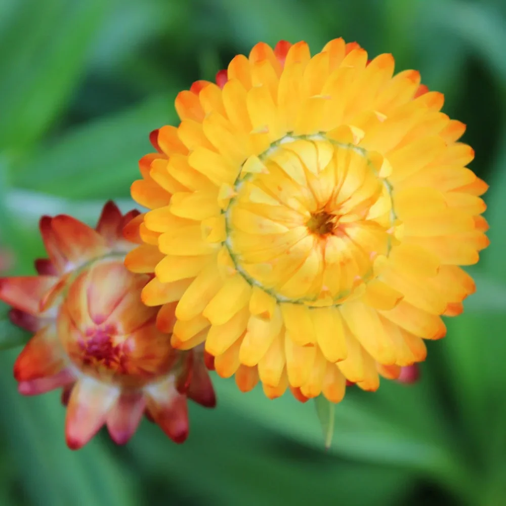 Helichrysum Orange - Bild 2