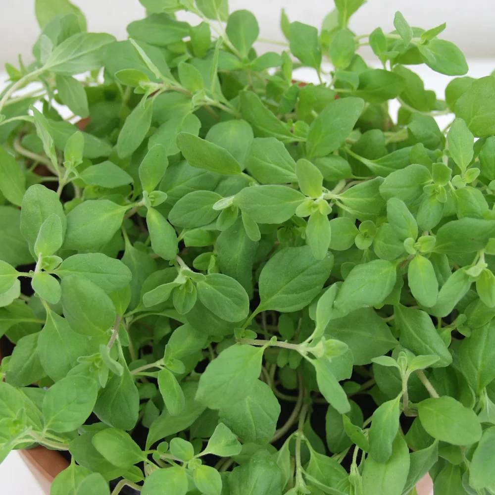 Oregano, vanlig